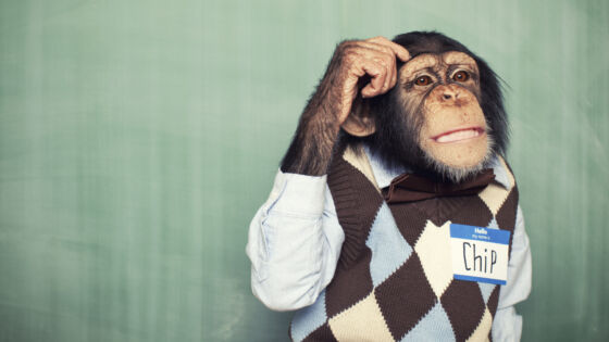 a monkey wearing a sweater and bow tie